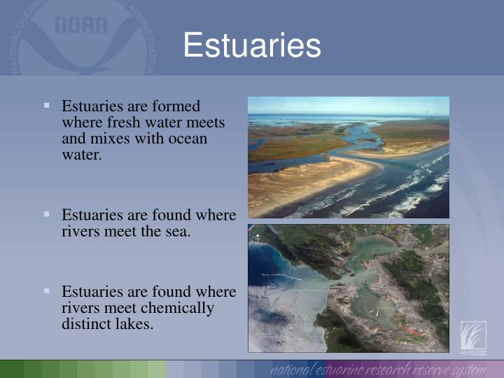 PPT - Survival in an Estuary PowerPoint Presentation, free ...