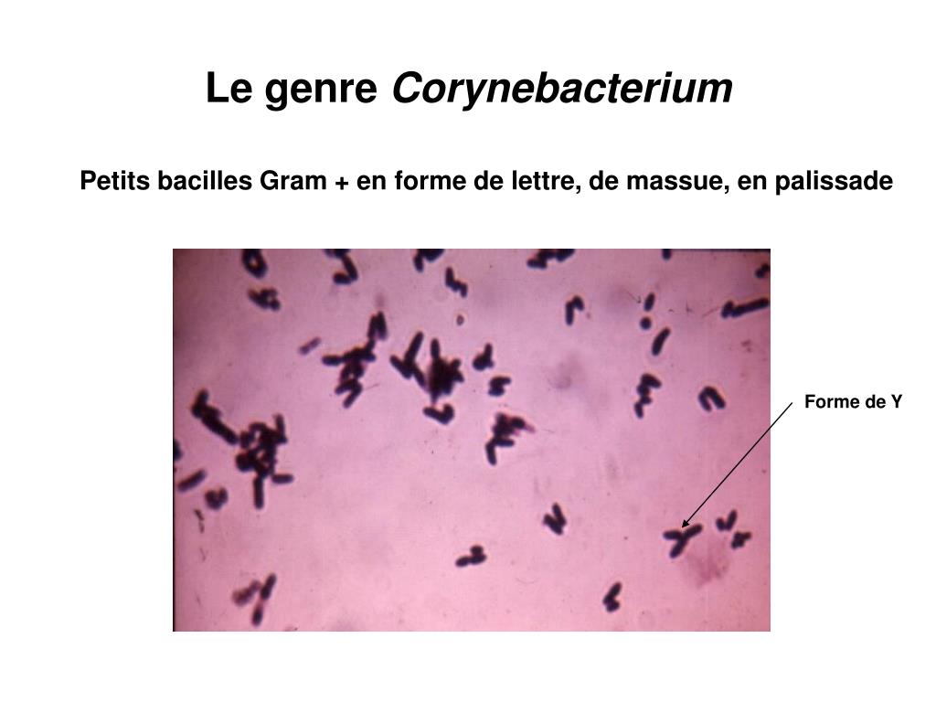 PPT - LES BACILLES GRAM POSITIFS CULTIVANT EN ATMOSPHERE AEROBIE