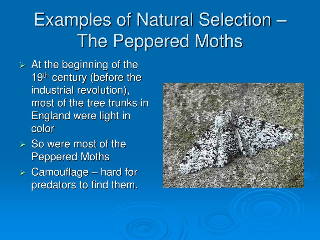 Examples of Natural Selection - The Peppered Moths.