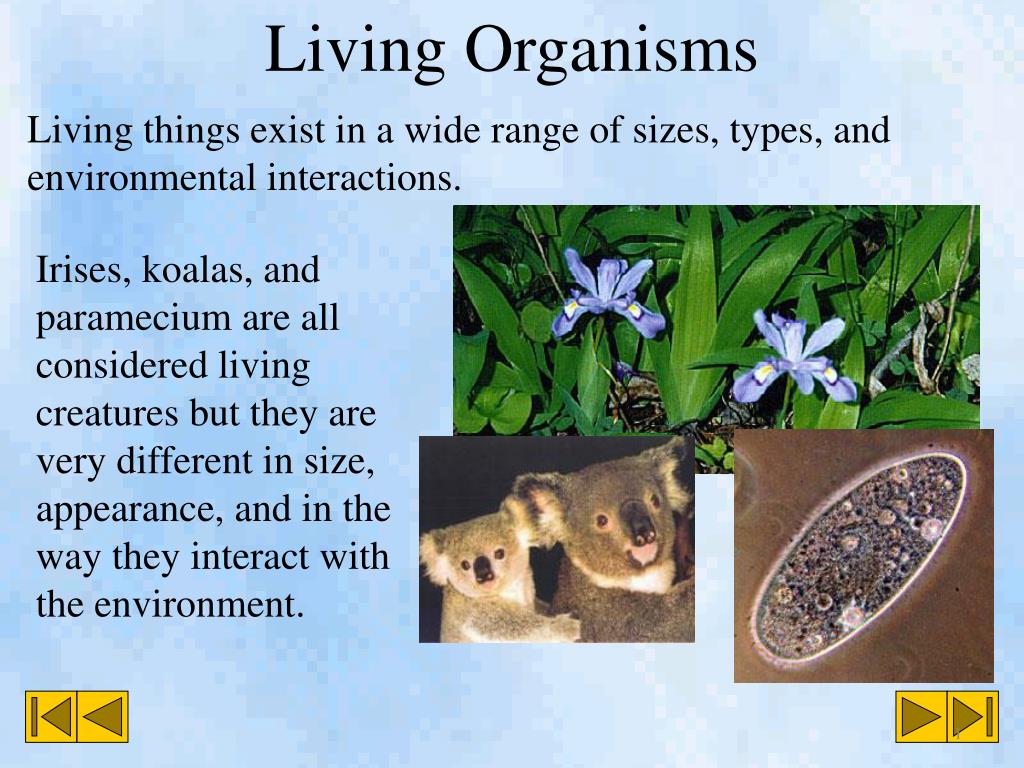 osmosis in living organisms