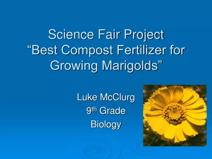 science fair project best compost fertilizer for growing marigolds n.