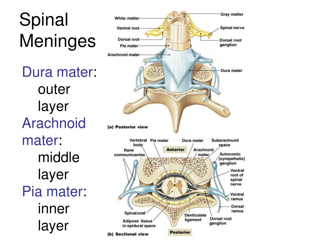 Meninges Of Spinal Cord Anatomy Biology Diagrams