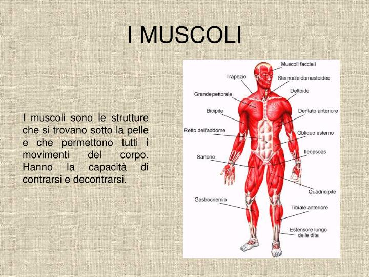 PPT - Il corpo umano PowerPoint Presentation - ID:240757