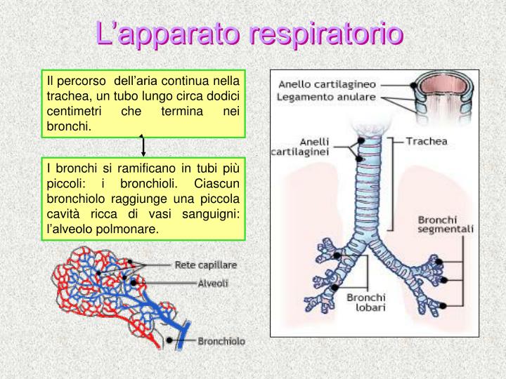 PPT - Il corpo umano PowerPoint Presentation - ID:240757