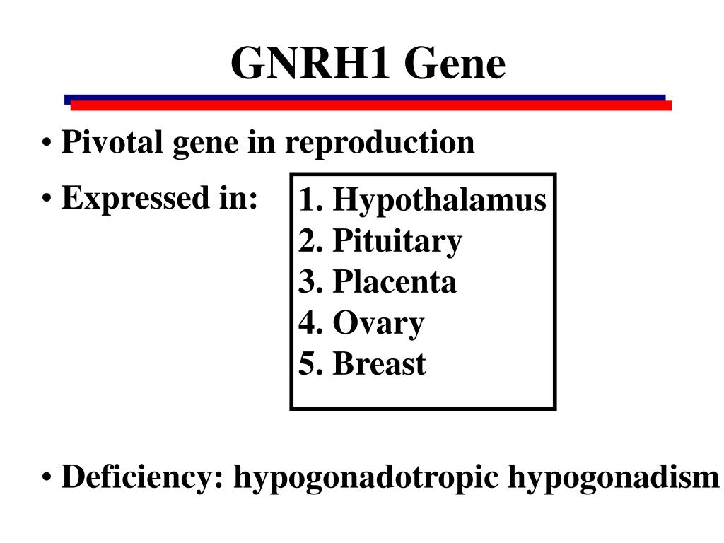 Ppt Genetics Of Hypogonadotropic Hypogonadism Powerpoint Presentation