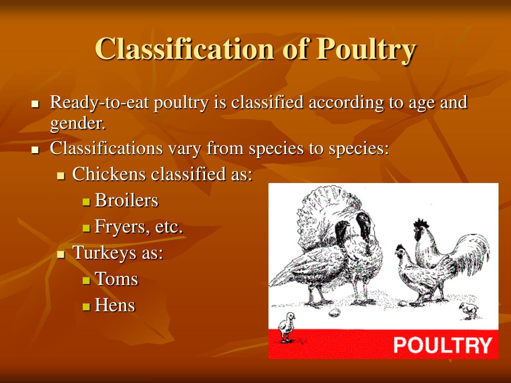 make a powerpoint presentation of classifications of poultry and the products they produce