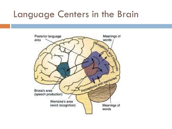 Chapter 3 early studies of the central nervous system PowerPoint ... Biology Diagrams