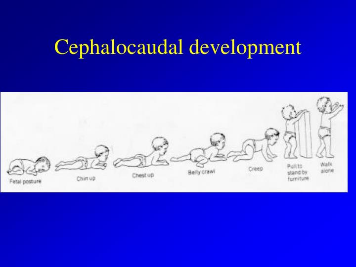 😍 Proximodistal principle of development. Cephalocaudal