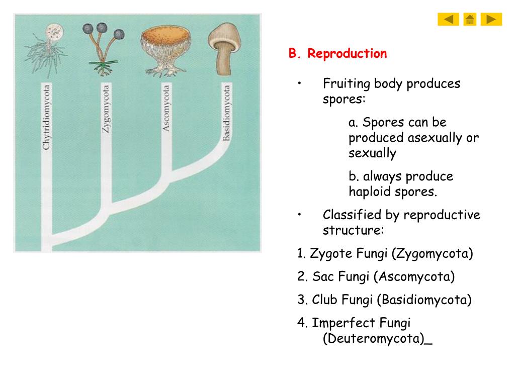 PPT - Fungi PowerPoint Presentation, free download - ID:243022