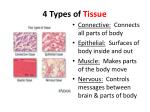 PPT - Organ Systems and Homeostasis PowerPoint Presentation - ID:245222