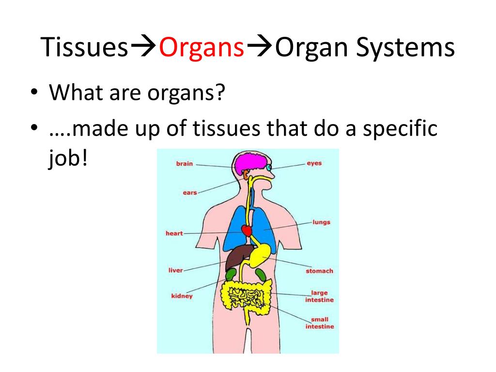 body together how 3 systems work PPT Homeostasis  and PowerPoint Systems Organ