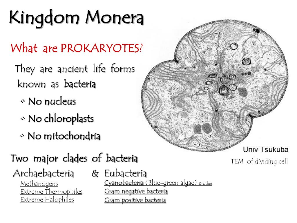 what is monera in biology