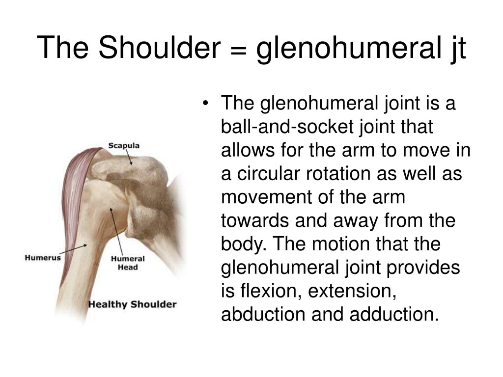 Shoulder Joint Anatomy Pictures And Information