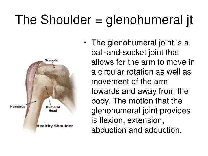 the shoulder glenohumeral jt n.