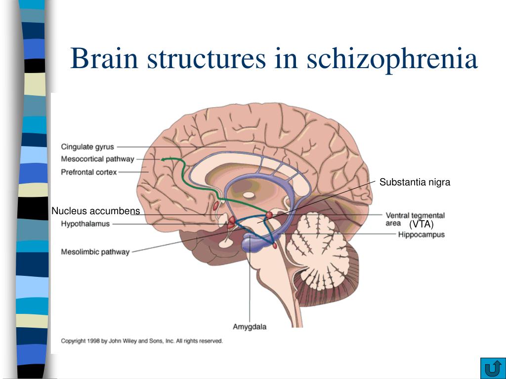Brain structure. Schizophrenia Brain structures. Substantia nigra и эпифиз. Ядро accumbens. Mesocortical Pathway.