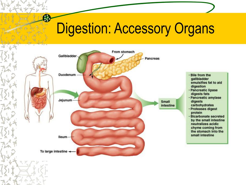 Ppt - Digestion Powerpoint Presentation