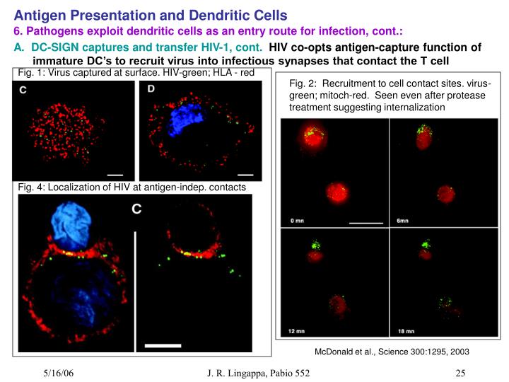 PPT - Antigen Presentation and Dendritic Cells PowerPoint Presentation ...
