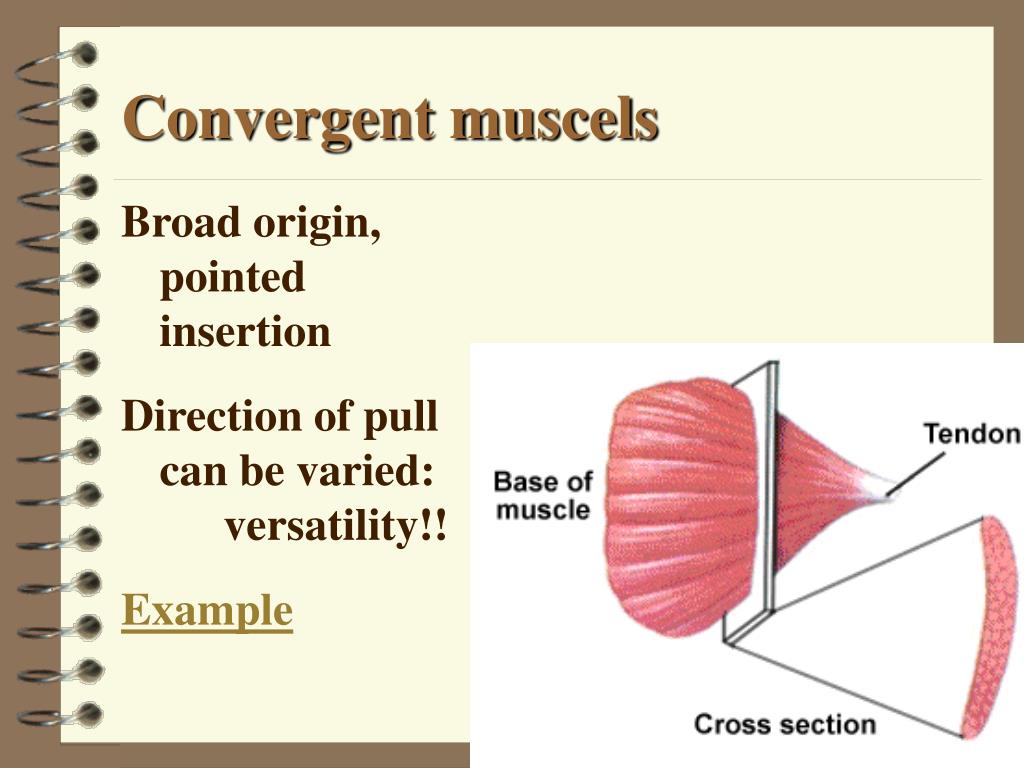 PPT - Ch 9: Skeletal Muscle Tissue and Organization PowerPoint