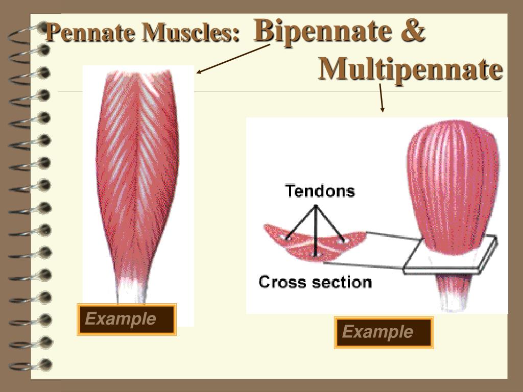 PPT - Ch 9: Skeletal Muscle Tissue and Organization PowerPoint