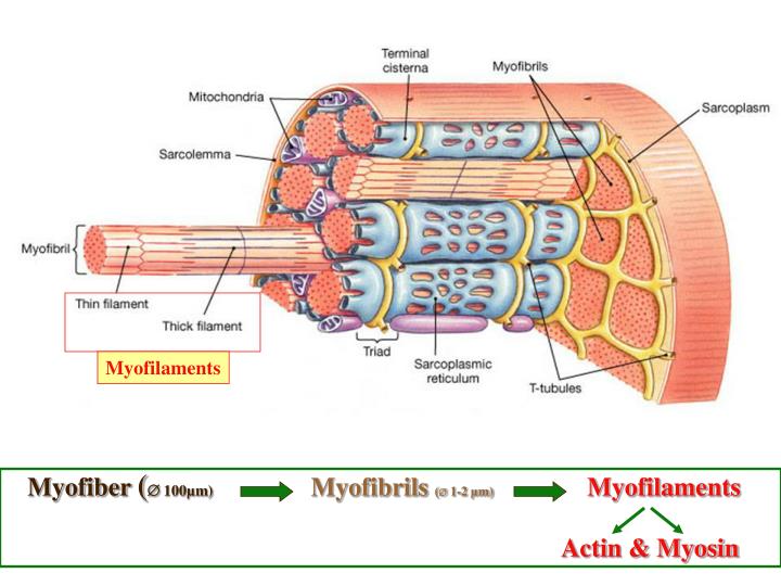 PPT - Ch 9: Skeletal Muscle Tissue and Organization PowerPoint