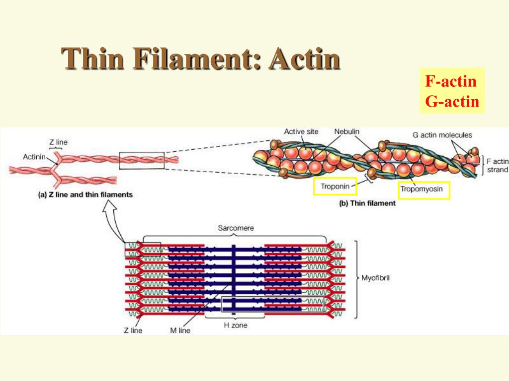 Актин входит в состав. Актин миозин тропонин. Актин спектриновая сеть. Актин цвет. Thin Filament.