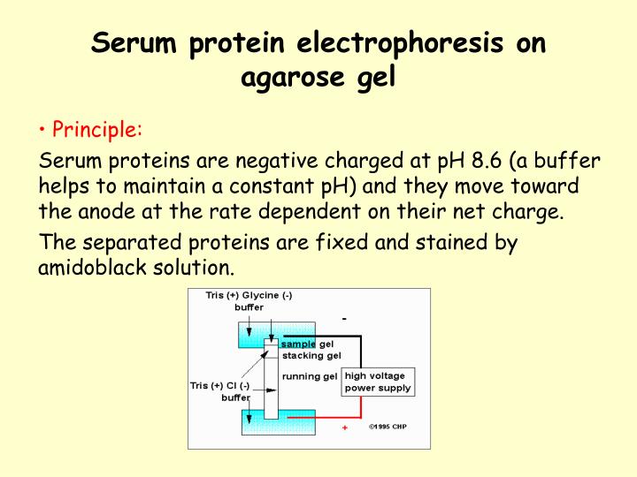 practical for electrophoresis of serum protein 1 electrophoresis of serum proteins in 05% agarose native electrophoresis of serum proteins in agarose gel is still one of the basic examinations in clinical chemistry, and in our practical lesson serves as a general example of electrophoretic separation. practical for electrophoresis of serum protein 1 electrophoresis of serum proteins in 05% agarose native electrophoresis of serum proteins in agarose gel is still one of the basic examinations in clinical chemistry, and in our practical lesson serves as a general example of electrophoretic separation.