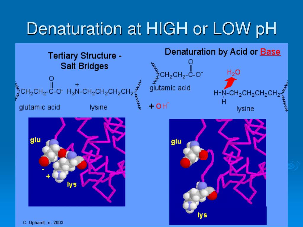 PPT Denaturation of Proteins PowerPoint Presentation, free download