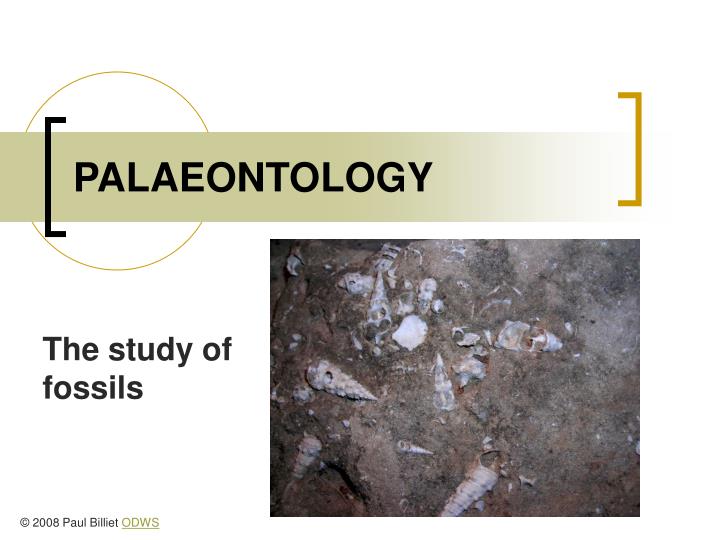 palaeontology n.