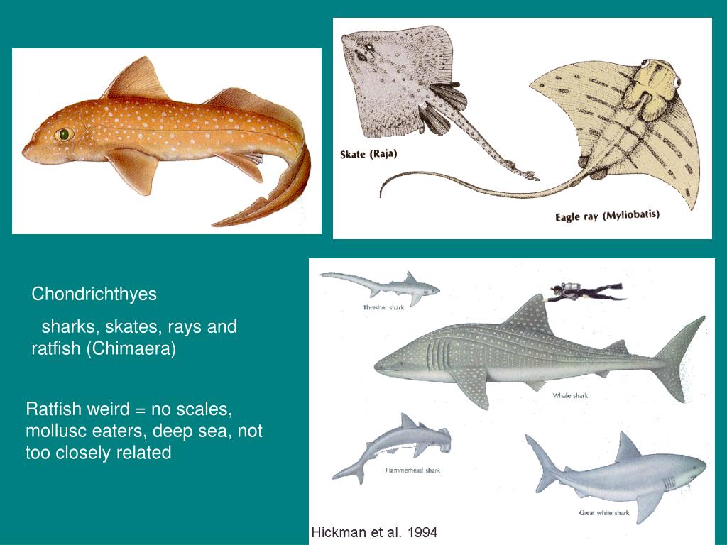 PPT - The Evolution of fishes PowerPoint Presentation ...