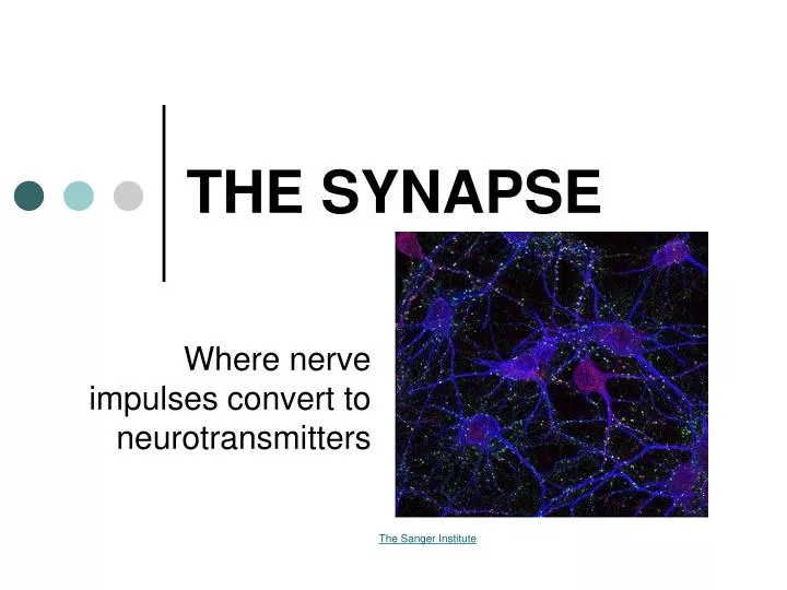 the synapse n.