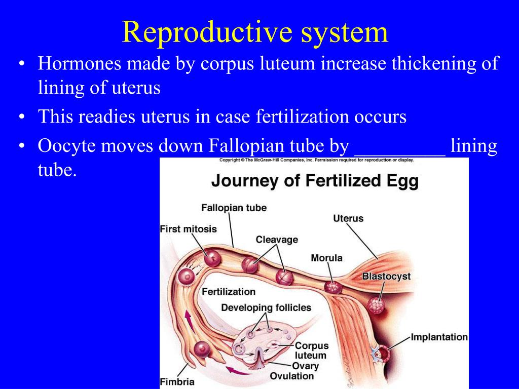 powerpoint presentation on reproductive system