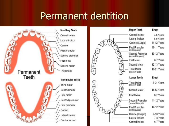 PPT - DENTAL ANATOMY PowerPoint Presentation - ID:249764