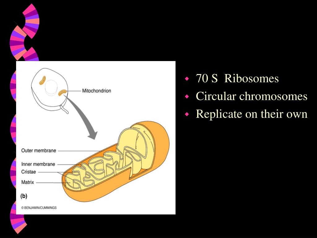 PPT - Functional Anatomy of Prokaryotic and Eukaryotic Cells PowerPoint