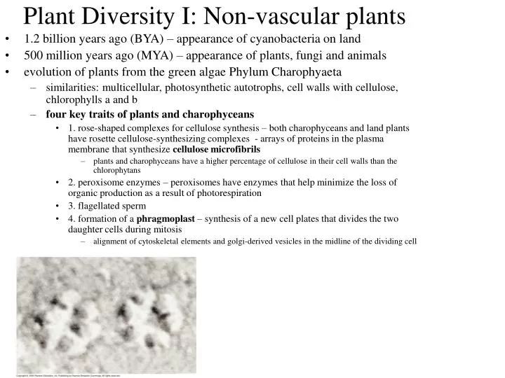 plant diversity i non vascular plants n.