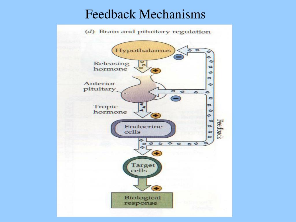 Hormones & the Endocrine System PowerPoint Presentation, free ... Biology Diagrams
