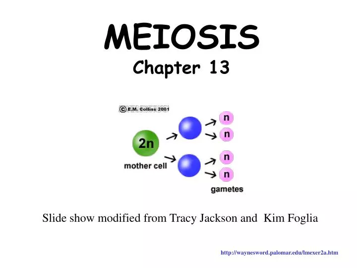 meiosis chapter 13 n.
