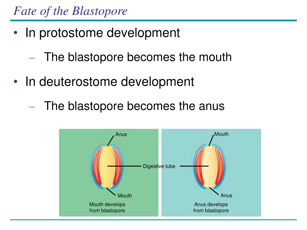 blastopore becomes mouth blastopore becomes mouth