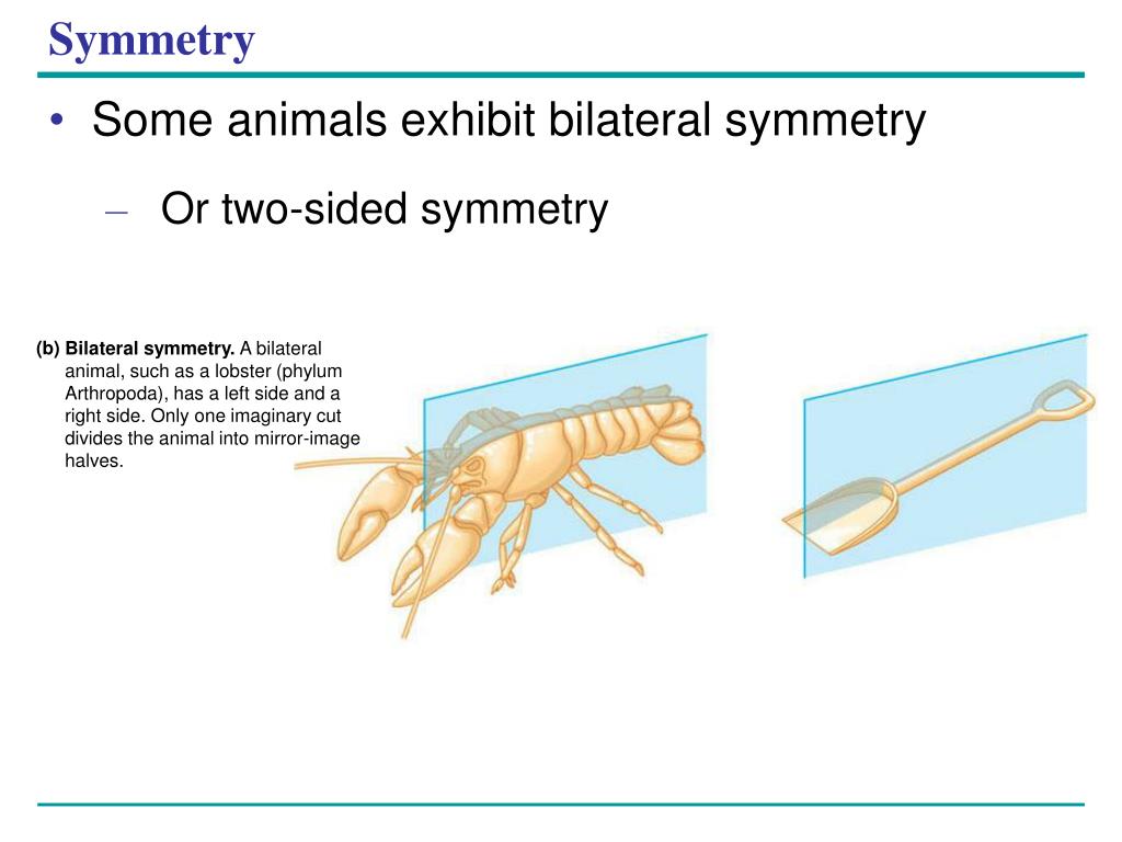 what is the definition of bilaterally symmetrical