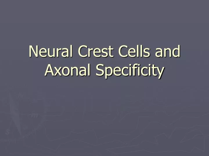 neural crest cells and axonal specificity n.