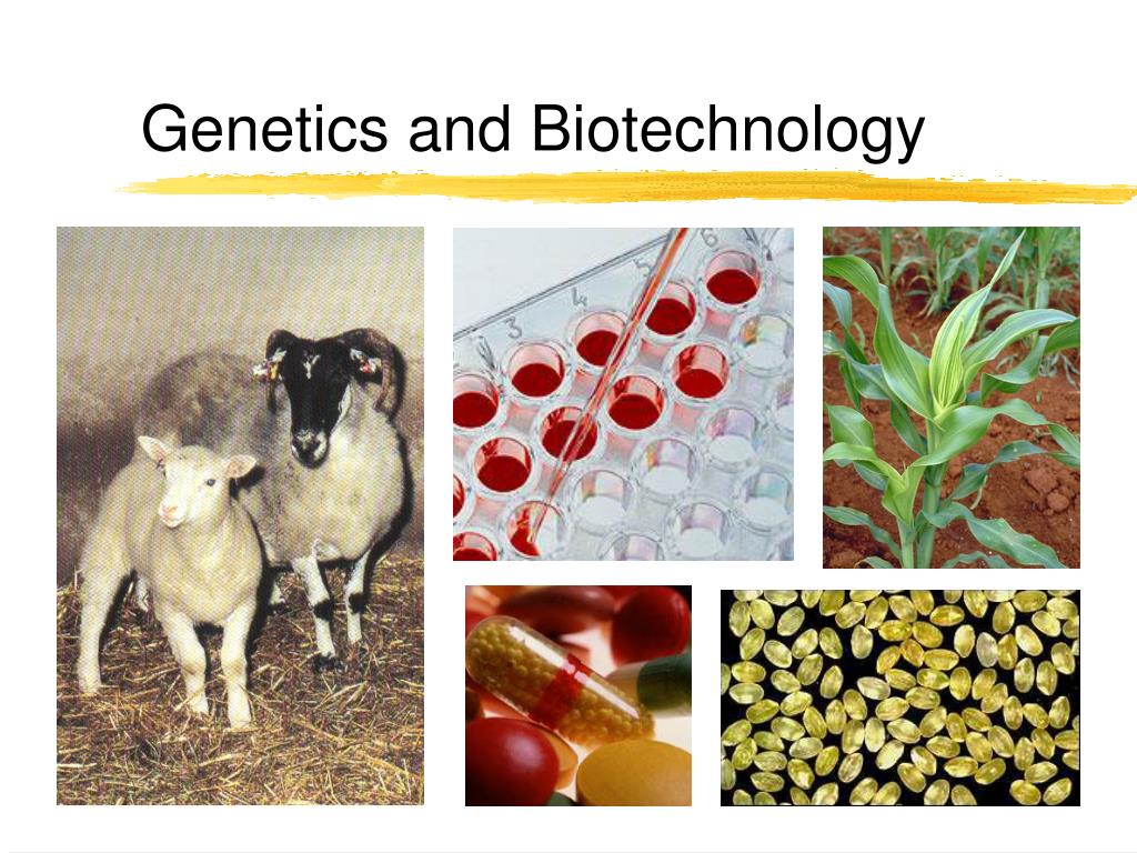 PPT and Biotechnology PowerPoint Presentation, free download