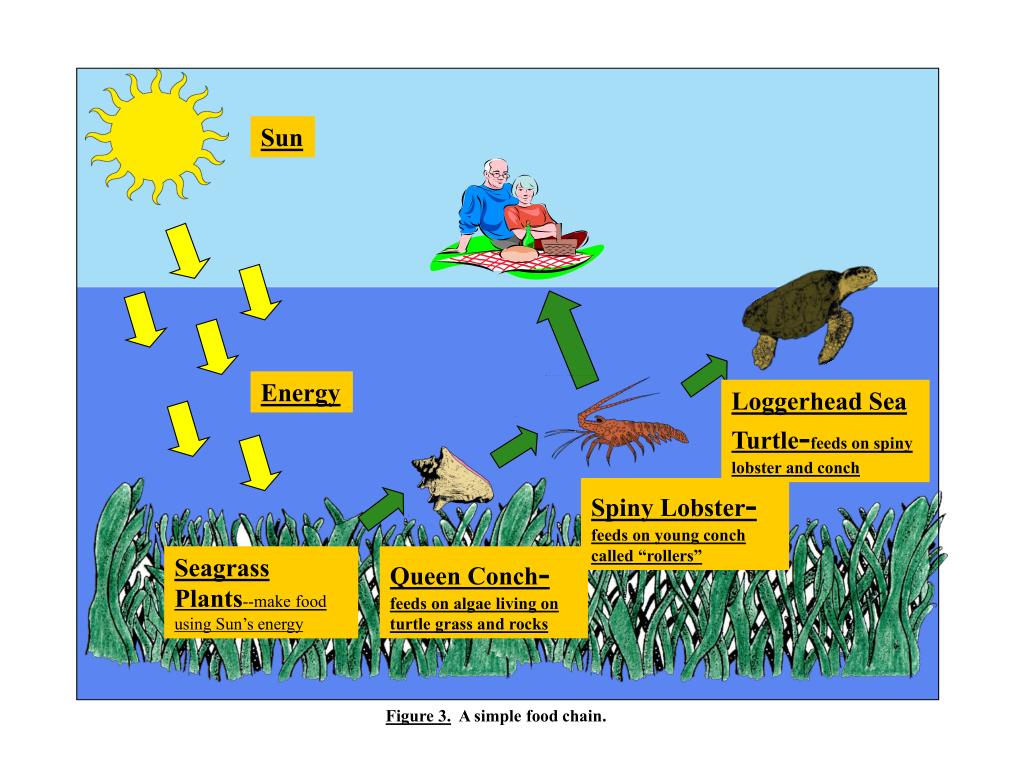 Build a Seagrass Community Build a Seagrass Food ChainWeb Biology Diagrams