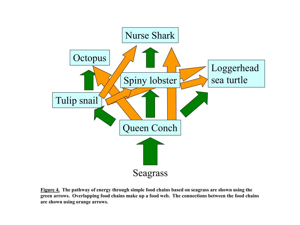 Build a Seagrass Community & Build a Seagrass Food Chain/Web ... Biology Diagrams