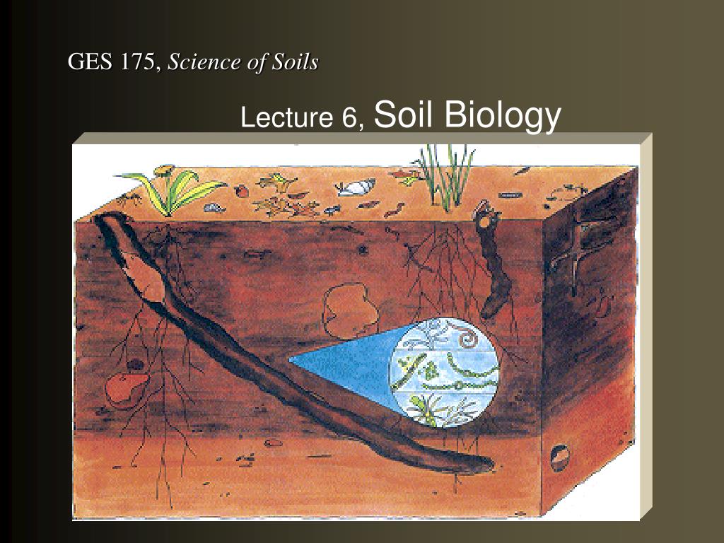 soil biology phd germany