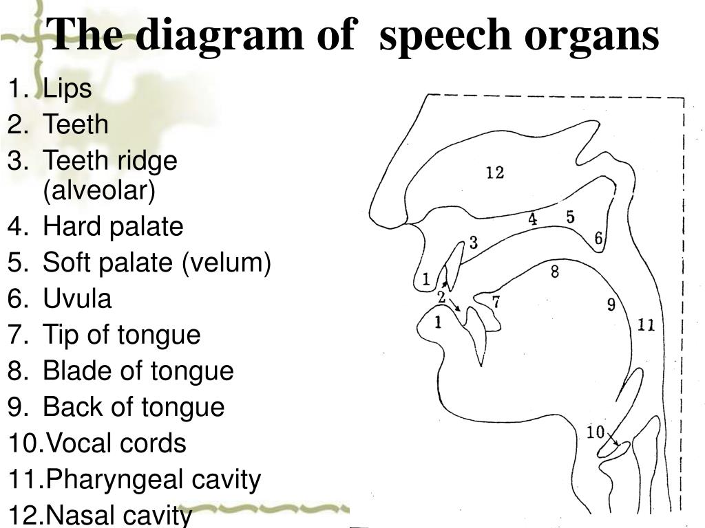 Ridge перевод. The Organs of Speech схема. Organs of Speech in English Phonetics. Органы речи на английском. The work of Organs of Speech.
