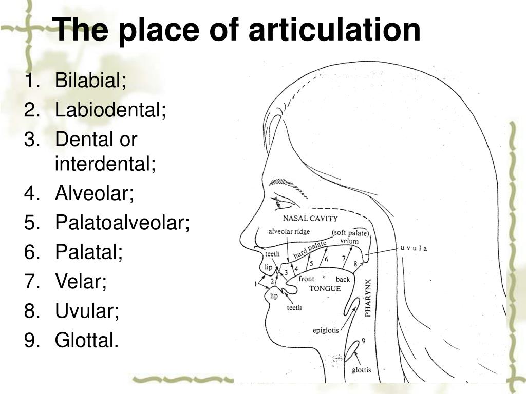 Ppt Chapter 2 Phonetics And Phonology Powerpoint Presentation Free