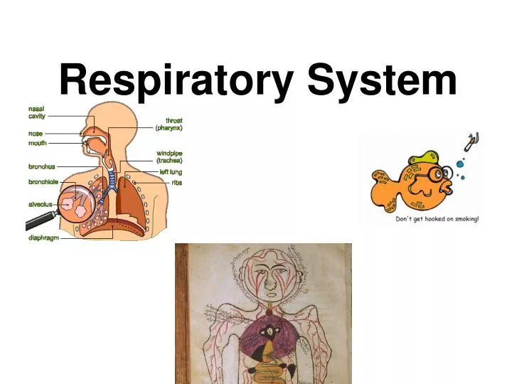 Ppt Respiratory System Powerpoint Presentation Free Download Id256458 9346