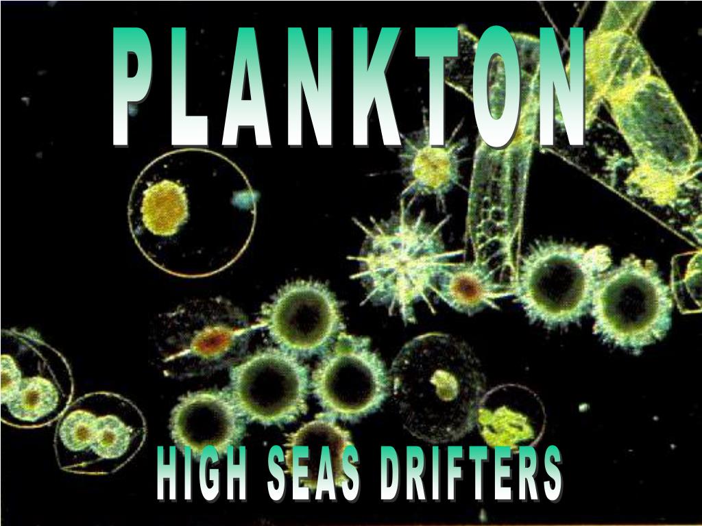 PPT - PLANKTON PowerPoint Presentation, free download - ID:256527