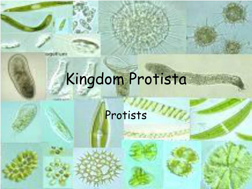 Kingdom Protista Algae Habitat Niche Kingdom Protista Kingdom Protista Algae Habitat Niche Kingdom Protista
