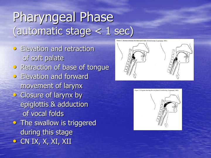 PPT - Swallowing Difficulties (Dysphagia) PowerPoint Presentation - ID ...