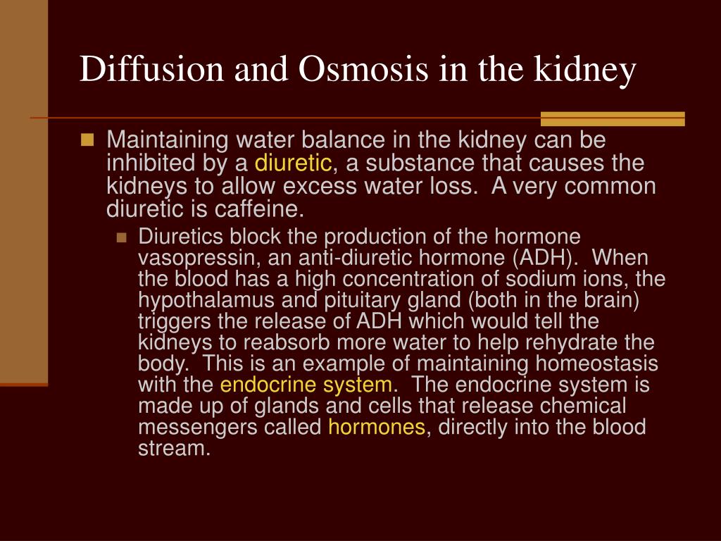 PPT - Diffusion and Osmosis in the Human Body PowerPoint Presentation
